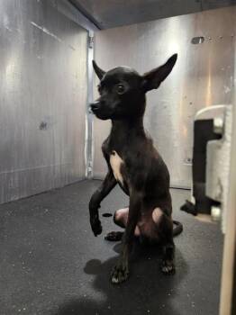 GUNTER -  Chihuahua Dog for Adoption in San Antonio, Texas - GUNTER | PetCurious