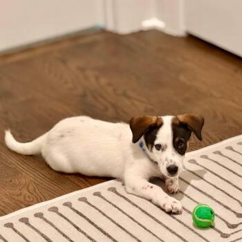 Presley -  Hound Dog for Adoption in Wake Forest, North Carolina - Presley | PetCurious