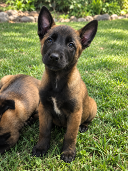 Pup B1 -  Belgian Malinois Dog for Sale in Jamul, California - Pup B1 | PetCurious