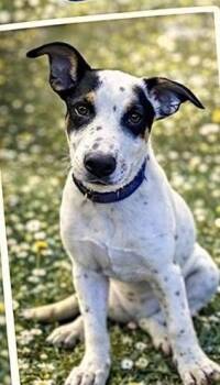 Mixed Breed Dogs Available for Adoption - Cooper | PetCurious