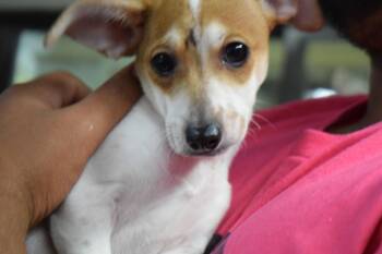 Chihuahua and Terrier Dogs Available for Adoption in Pahrump, Nevada - Tanner | PetCurious