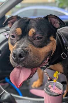 Ace -  Mixed Breed Dog for Adoption in Cincinnati, Ohio - Ace | PetCurious