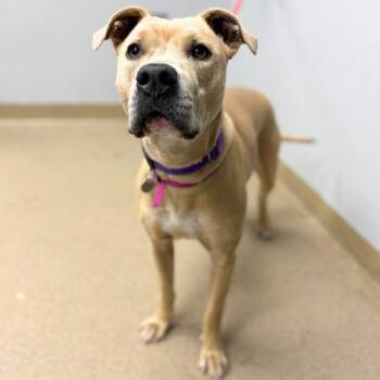 LIL BABY -  Pit Bull Terrier Dog for Adoption in Aurora, Colorado - LIL BABY | PetCurious