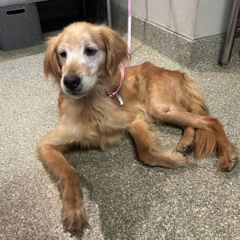 IVHS-Stray-141814 -  Golden Retriever Dog for Adoption in San Gabriel, California - IVHS-Stray-141814 | PetCurious