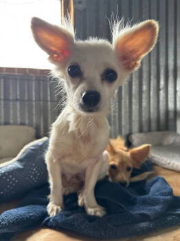 Rescue Mixed Breed Dogs for Adoption in Williamsburg, New Mexico - Barbie | PetCurious