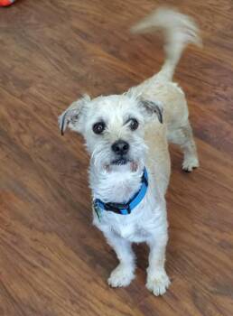Schnauzer and Airedale Terrier Dogs Available for Adoption in Coppell, Texas - Hans | PetCurious