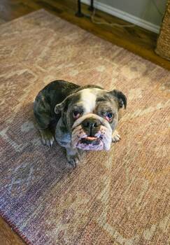 Dottie -  English Bulldog and French Bulldog Dog for Adoption in Haslet, Texas - Dottie | PetCurious