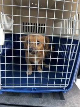 Double Mint -  Chihuahua and Mixed Breed Dog for Adoption in Fresno, California - Double Mint | PetCurious