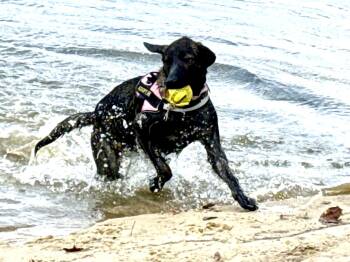 Rescue German Shepherd Dog and Labrador Retriever Dogs for Adoption in Ragland, Alabama - Bama | PetCurious