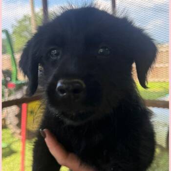 Ally -  Mixed Breed Dog for Adoption in Allentown, Pennsylvania - Ally | PetCurious