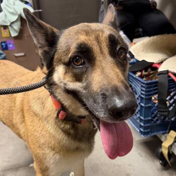vania -  Belgian Shepherd Malinois Dog for Adoption in Yuma, Arizona - Vania | PetCurious