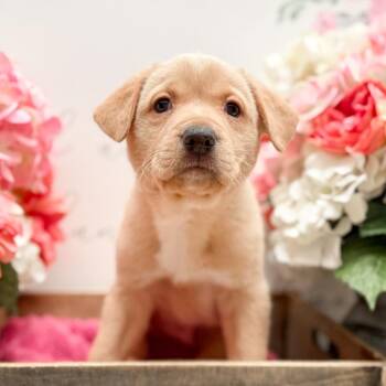 Labrador Retriever and Corgi Dogs Available for Adoption - Jacks | PetCurious