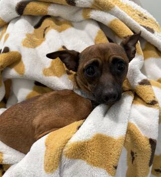 Chihuahua Dogs Available for Adoption in Sault Ste. Marie, Michigan - Koda | PetCurious
