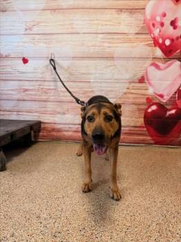 German Shepherd Dog Dogs Available for Adoption - REINA | PetCurious