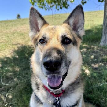 Shelby -  German Shepherd Dog Dog for Adoption in Golden, Colorado - Shelby | PetCurious