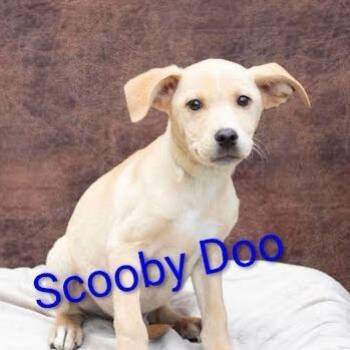 Scooby -  Mixed Breed Dog for Adoption in Knoxville, Tennessee - Scooby | PetCurious