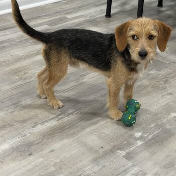 Buddy -  Wirehaired Dachshund and Jack Russell Terrier Dog for Adoption in Randolph, New Jersey - Buddy | PetCurious