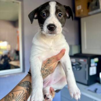 Rescue Retriever and Mixed Breed Dogs for Adoption in Kyle, Texas - VANESSA | PetCurious