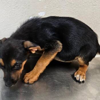 Gretchen(Buddy Trail Puppy 3) -  German Shepherd Dog and Australian Cattle Dog Blue Heeler Dog for Adoption in Mocksville, North Carolina - Gretchen(Buddy Trail Puppy 3) | PetCurious