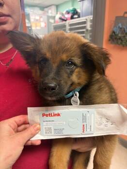 Dorsey Lt Blue Pup 2 -  Cattle Dog and German Shepherd Dog Dog for Adoption in Morgantown, Kentucky - Dorsey Lt Blue Pup 2 | PetCurious