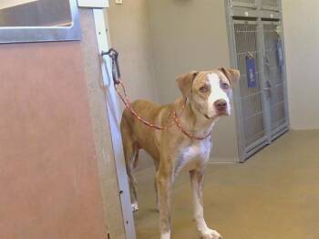 HEATH -  Pit Bull Terrier and Mixed Breed Dog for Adoption in Sacramento, California - HEATH | PetCurious