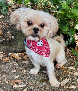 Shih Tzu Dogs Available for Adoption - Bubbly BROWNIE - Little Shih Tzu Sweetheart! | PetCurious