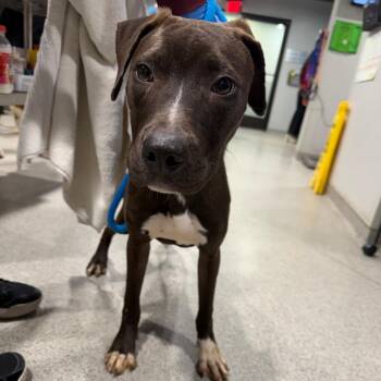 Lime -  Terrier Dog for Adoption in Tampa, Florida - Lime | PetCurious
