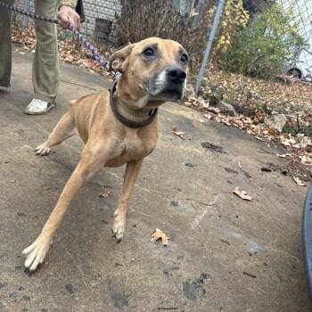 Rescue German Shepherd Dog and Hound Dogs for Adoption in East St. Louis, Illinois - Nelly | PetCurious