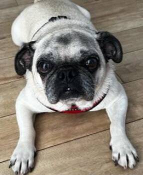 Ellis -  Pug Dog for Adoption in Seattle, Washington - Ellis | PetCurious