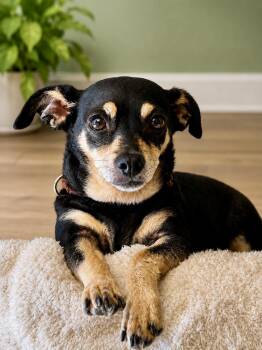 Lulu -  Smooth Fox Terrier and Toy Manchester Terrier Dog for Adoption in El Segundo, California - Lulu | PetCurious