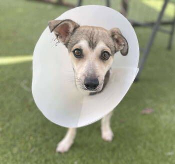 Rescue Chihuahua Dogs for Adoption in Tempe, Arizona - Nibbler | PetCurious
