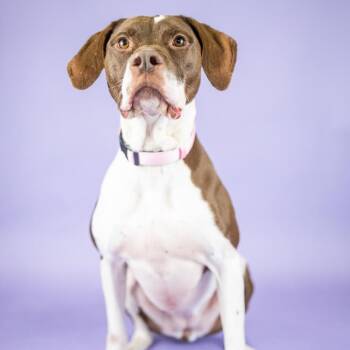 Claire -  Mixed Breed Dog for Adoption in Portland, Oregon - Claire | PetCurious