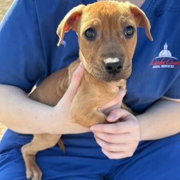 Pit Bull Terrier Dogs Available for Adoption - Misty | PetCurious