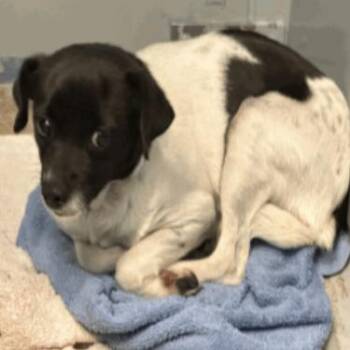 Chihuahua Dogs Available for Adoption in Park Row, Texas - Airyn | PetCurious