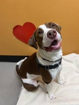 Rescue Mixed Breed Dogs for Adoption in Bellingham, Washington - Fiona | PetCurious