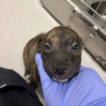 twain -  Mixed Breed Dog for Adoption in Chattanooga, Tennessee - Twain | PetCurious