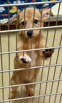 Cooper -  Australian Cattle Dog Blue Heeler and Chihuahua Dog for Adoption in Sparta, North Carolina - Cooper | PetCurious