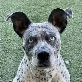 Cali -  Australian Cattle Dog Blue Heeler Dog for Adoption in Sacramento, California - Cali | PetCurious