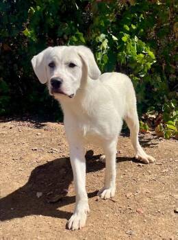 Yeti -  Great Pyrenees Dog for Adoption in Jamestown, California - Yeti | PetCurious