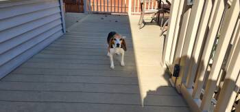 Callie -  Beagle Dog for Adoption in Lockport, New York - Callie | PetCurious