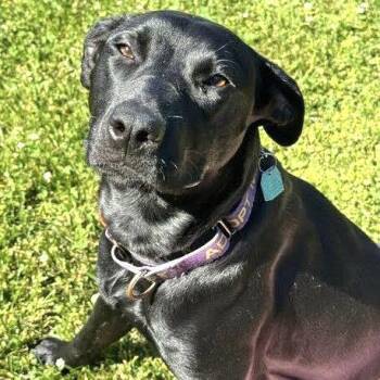 Sunflower -  Pit Bull Terrier Dog for Adoption in Oakland, California - Sunflower | PetCurious