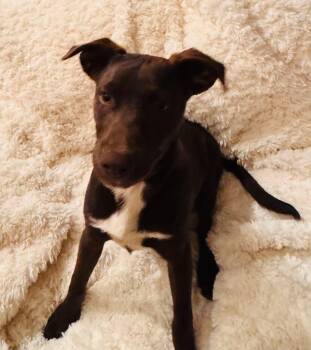 Merlin -  Chocolate Labrador Retriever Dog for Adoption in Coarsegold, California - Merlin | PetCurious