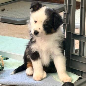 Australian Shepherd Dogs Available for Adoption in Ada, Minnesota - Lindor | PetCurious