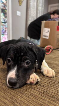 Rescue Staffordshire Bull Terrier Dogs for Adoption in Holly Springs, North Carolina - Kelly Kapoor (The Office Litter) | PetCurious