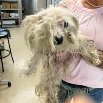 Napoleon Dynamite -  Maltese and Mixed Breed Dog for Adoption in Naperville, Illinois - Napoleon Dynamite | PetCurious