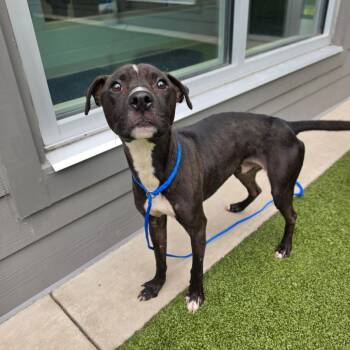 Zell -  Pit Bull Terrier Dog for Adoption in Greensboro, North Carolina - Zell | PetCurious