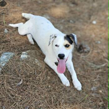 Domino -  Mixed Breed Dog Available for Adoption in Leesburg, Georgia - Domino | PetCurious