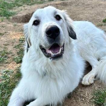 Asher -  Great Pyrenees Dog for Adoption in Johnson City, Tennessee - Asher | PetCurious