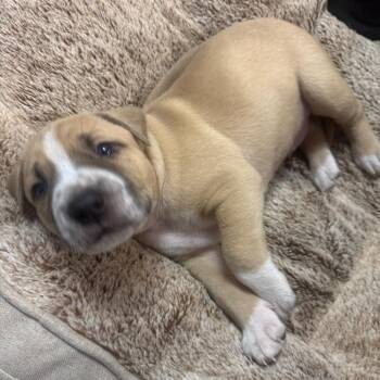 Pit Bull Terrier Dogs Available for Adoption in Austin, Texas - Dipper | PetCurious