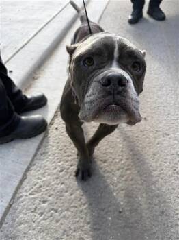 PACKER -  American Staffordshire Terrier Dog for Adoption in San Antonio, Texas - PACKER | PetCurious